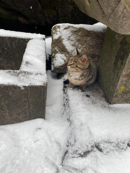 4、5个月大的小猫咪在零下20多度的气温下会被冻死吗?东北5月份温度是多少度-图3 4、5个月大的小猫咪在零下20多度的气温下会被冻死吗?东北5月份温度是多少度-图3