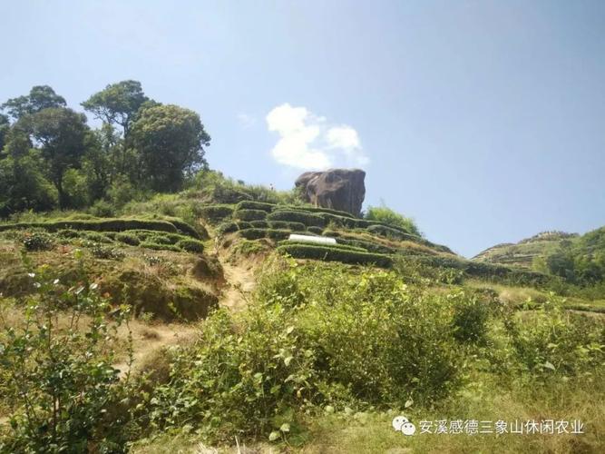 求问安溪西坪哪里最好玩?西坪到泉州多少公里-图2 求问安溪西坪哪里最好玩?西坪到泉州多少公里-图2