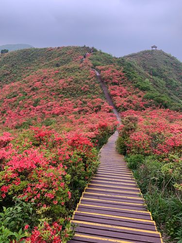 大围山杜鹃花什么时候开?文昌七星岭门票多少-图1 大围山杜鹃花什么时候开?文昌七星岭门票多少-图1