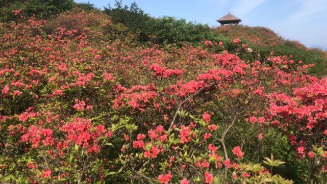 大围山杜鹃花什么时候开?文昌七星岭门票多少-图3 大围山杜鹃花什么时候开?文昌七星岭门票多少-图3