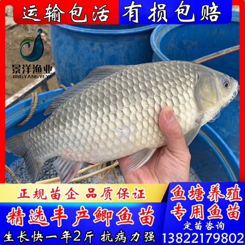 彭泽鲫银鲫白鲫的区别?彭泽的气温度多少-图1 彭泽鲫银鲫白鲫的区别?彭泽的气温度多少-图1
