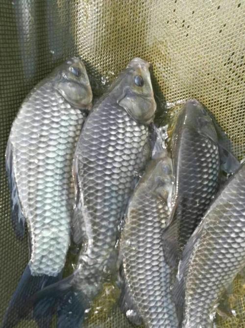 彭泽鲫银鲫白鲫的区别?彭泽的气温度多少-图2 彭泽鲫银鲫白鲫的区别?彭泽的气温度多少-图2