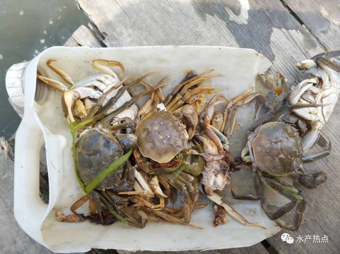 河蟹零下20度会死吗?天气多少度螃蟹不吃食-图2 河蟹零下20度会死吗?天气多少度螃蟹不吃食-图2