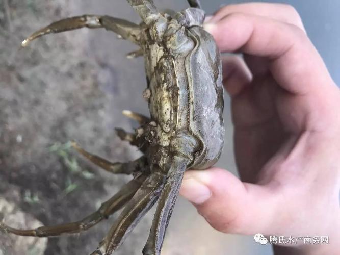 河蟹零下20度会死吗?天气多少度螃蟹不吃食-图3 河蟹零下20度会死吗?天气多少度螃蟹不吃食-图3