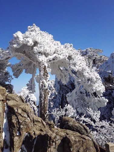 安徽黄山风景区温度?明天安徽多少度-图3 安徽黄山风景区温度?明天安徽多少度-图3
