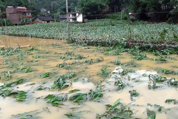 2023年7月洪水大米受影响吗?榆林暴雨死人多少-图1 2023年7月洪水大米受影响吗?榆林暴雨死人多少-图1