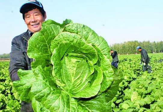 1月适合种植大白菜吗？韩国一月份大概多少度-图3