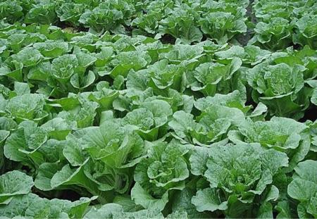 1月适合种植大白菜吗？韩国一月份大概多少度-图2