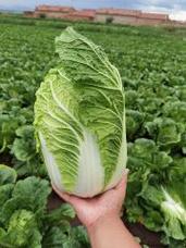 1月适合种植大白菜吗？韩国一月份大概多少度-图1