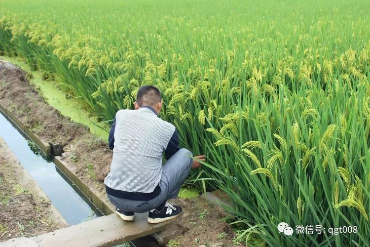 直播稻最好品种?大丰农场现在温度多少-图3 直播稻最好品种?大丰农场现在温度多少-图3