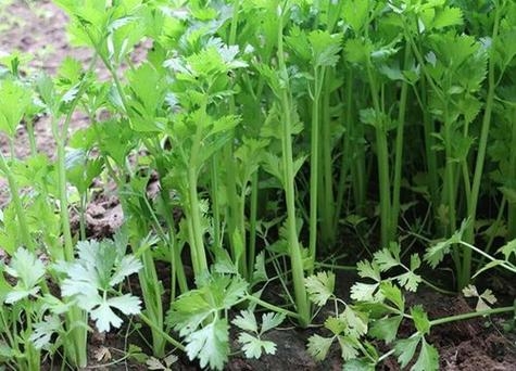 云南华甜6号的种植方法与技术芹菜几月份种植最好?云南6月份温度多少-图2 云南华甜6号的种植方法与技术芹菜几月份种植最好?云南6月份温度多少-图2