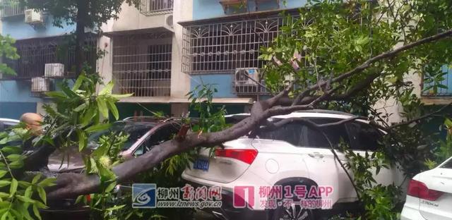 柳州狂风暴雨怎么回事?今天柳州台风多少级-图2 柳州狂风暴雨怎么回事?今天柳州台风多少级-图2