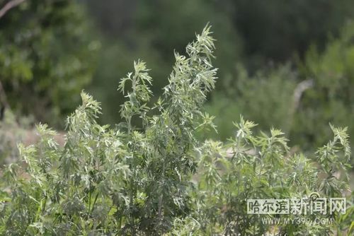 大庆采艾蒿的最佳地点?大庆年平均湿度是多少-图3 大庆采艾蒿的最佳地点?大庆年平均湿度是多少-图3