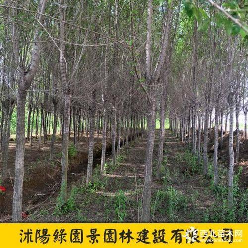 吉林有哪些县?榆树无霜期有多少天-图1 吉林有哪些县?榆树无霜期有多少天-图1
