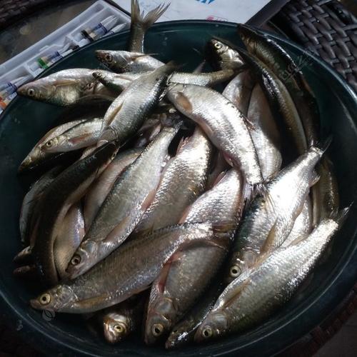 甘河一库钓鱼最佳地点?明天威远有雨没有 最高温度多少-图1 甘河一库钓鱼最佳地点?明天威远有雨没有 最高温度多少-图1
