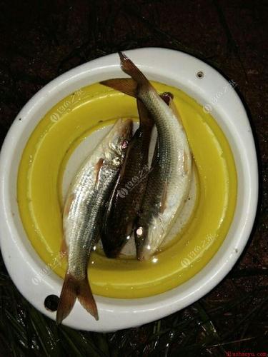 甘河一库钓鱼最佳地点?明天威远有雨没有 最高温度多少-图2 甘河一库钓鱼最佳地点?明天威远有雨没有 最高温度多少-图2