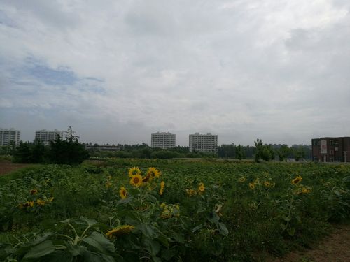 临沭是哪个省?郯城县夏天最高气温是多少预报-图2 临沭是哪个省?郯城县夏天最高气温是多少预报-图2