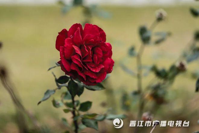 晋江月季花什么时候可以看?福建省晋江市今天温度多少钱-图1 晋江月季花什么时候可以看?福建省晋江市今天温度多少钱-图1