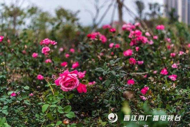 晋江月季花什么时候可以看?福建省晋江市今天温度多少钱-图2 晋江月季花什么时候可以看?福建省晋江市今天温度多少钱-图2
