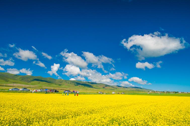 国庆去扁都口能看到油菜花吗?门源平均气温是多少-图3 国庆去扁都口能看到油菜花吗?门源平均气温是多少-图3