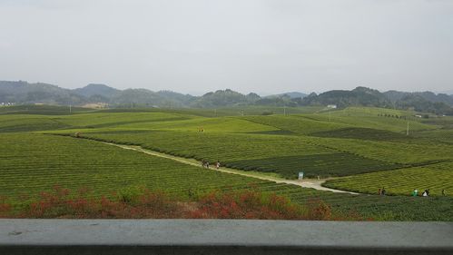 湖南高温超历史吗?遵义湄潭永兴天气多少度啊-图1 湖南高温超历史吗?遵义湄潭永兴天气多少度啊-图1