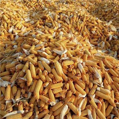 天丰585玉米种积温多少?集宁地区集温多少钱-图2 天丰585玉米种积温多少?集宁地区集温多少钱-图2