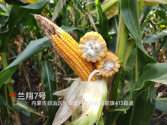 天丰585玉米种积温多少?集宁地区集温多少钱-图1 天丰585玉米种积温多少?集宁地区集温多少钱-图1