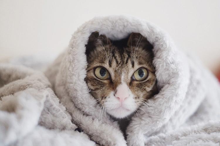 猫能承受多少度的低温?天气多少度属于寒冷-图1 猫能承受多少度的低温?天气多少度属于寒冷-图1