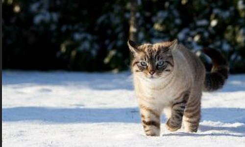 猫能承受多少度的低温?天气多少度属于寒冷-图2 猫能承受多少度的低温?天气多少度属于寒冷-图2