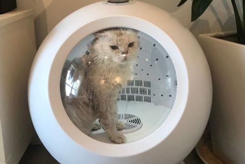 猫能承受多少度的低温?天气多少度属于寒冷-图3 猫能承受多少度的低温?天气多少度属于寒冷-图3