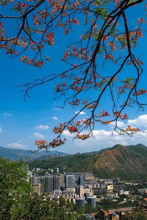 攀枝花这边冬天最低温度能到多少啊?攀枝花最低温度是多少-图1 攀枝花这边冬天最低温度能到多少啊?攀枝花最低温度是多少-图1