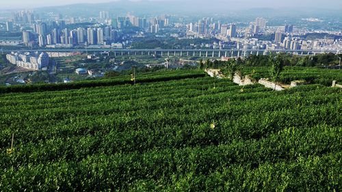 重庆永川可以种小米吗?重庆的永川温度是多少时间-图2 重庆永川可以种小米吗?重庆的永川温度是多少时间-图2