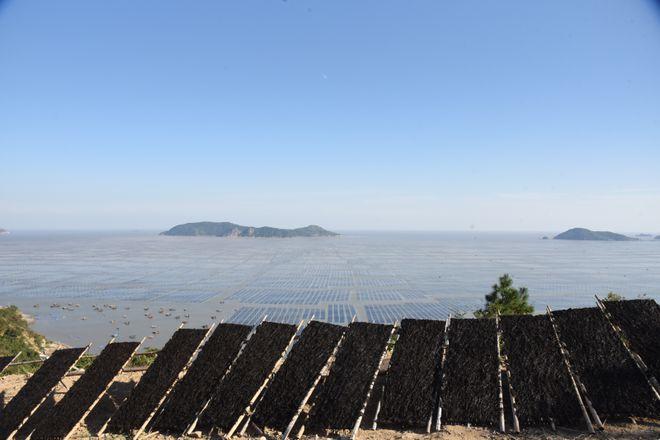 中国紫菜都在什么地方生产?今天苍南天气多少度-图1 中国紫菜都在什么地方生产?今天苍南天气多少度-图1