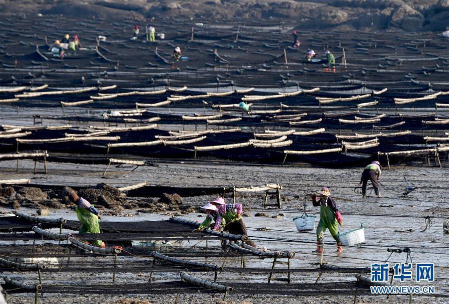 中国紫菜都在什么地方生产?今天苍南天气多少度-图3 中国紫菜都在什么地方生产?今天苍南天气多少度-图3