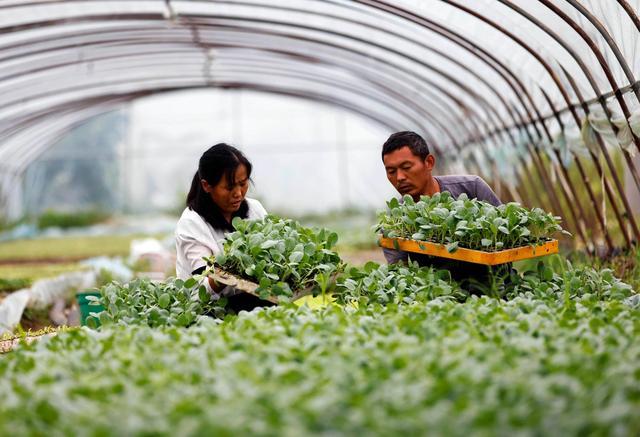 南昌县武阳镇泗洪村可以大棚种菜吗?泗洪最低温度是多少度-图2 南昌县武阳镇泗洪村可以大棚种菜吗?泗洪最低温度是多少度-图2