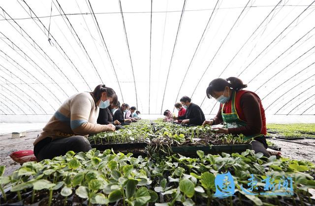 南昌县武阳镇泗洪村可以大棚种菜吗?泗洪最低温度是多少度-图1 南昌县武阳镇泗洪村可以大棚种菜吗?泗洪最低温度是多少度-图1
