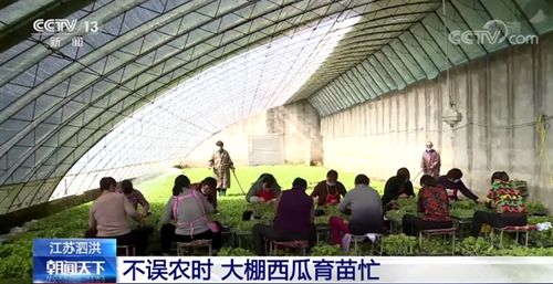 南昌县武阳镇泗洪村可以大棚种菜吗?泗洪最低温度是多少度-图3 南昌县武阳镇泗洪村可以大棚种菜吗?泗洪最低温度是多少度-图3