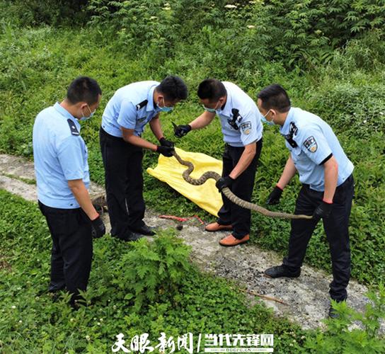 贵州纳雍的毒蛇有哪些?纳雍气温多少-图2 贵州纳雍的毒蛇有哪些?纳雍气温多少-图2