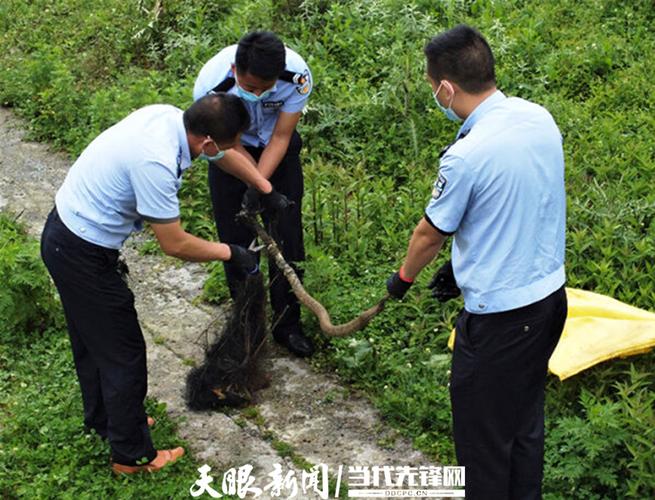 贵州纳雍的毒蛇有哪些?纳雍气温多少-图1 贵州纳雍的毒蛇有哪些?纳雍气温多少-图1
