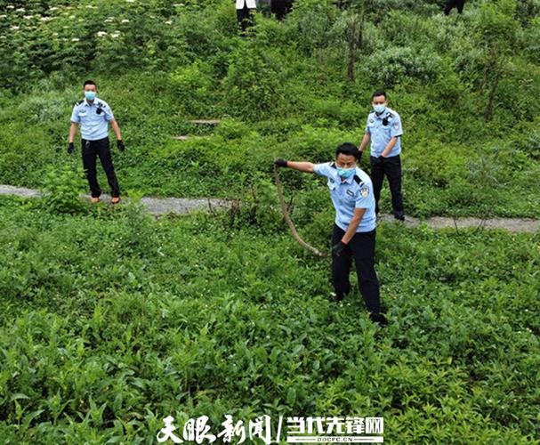 贵州纳雍的毒蛇有哪些?纳雍气温多少-图3 贵州纳雍的毒蛇有哪些?纳雍气温多少-图3