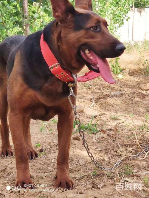 莱州红犬最大长多少斤?山东莱州温度是多少钱-图3 莱州红犬最大长多少斤?山东莱州温度是多少钱-图3
