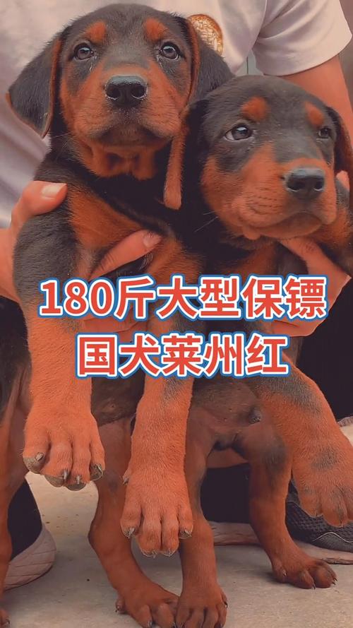 莱州红犬最大长多少斤?山东莱州温度是多少钱-图2 莱州红犬最大长多少斤?山东莱州温度是多少钱-图2