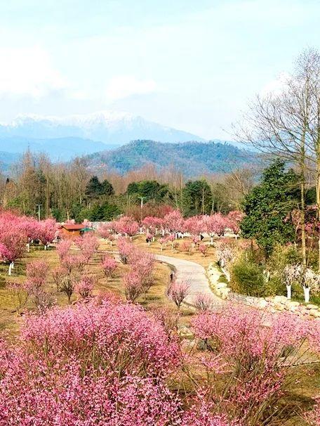 崇州3月赏花路线?sp同城到崇州今天气温多少度-图1 崇州3月赏花路线?sp同城到崇州今天气温多少度-图1