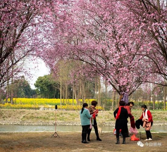 崇州3月赏花路线?sp同城到崇州今天气温多少度-图2 崇州3月赏花路线?sp同城到崇州今天气温多少度-图2