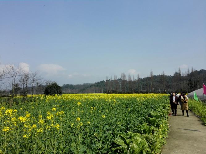 崇州3月赏花路线?sp同城到崇州今天气温多少度-图3 崇州3月赏花路线?sp同城到崇州今天气温多少度-图3