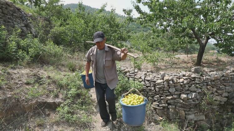 新泰外峪油杏什么时候熟?新泰市夏天最高气温多少度-图3 新泰外峪油杏什么时候熟?新泰市夏天最高气温多少度-图3