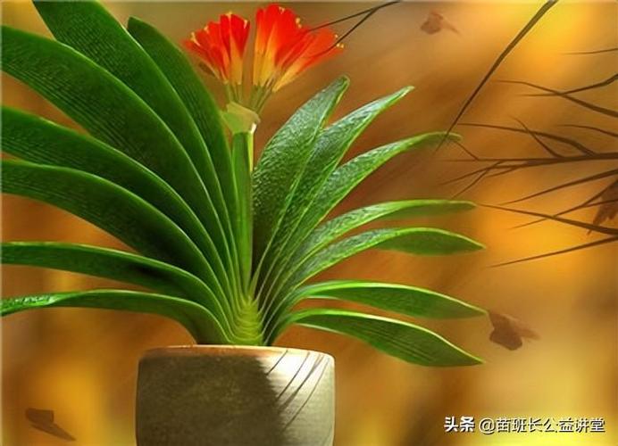 含羞巧笑的君子兰,垂笑君子兰的介绍与养殖方法?岚皋县每年最低温度是多少-图1 含羞巧笑的君子兰,垂笑君子兰的介绍与养殖方法?岚皋县每年最低温度是多少-图1