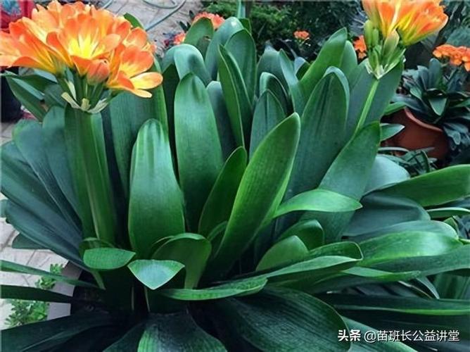 含羞巧笑的君子兰,垂笑君子兰的介绍与养殖方法?岚皋县每年最低温度是多少-图2 含羞巧笑的君子兰,垂笑君子兰的介绍与养殖方法?岚皋县每年最低温度是多少-图2