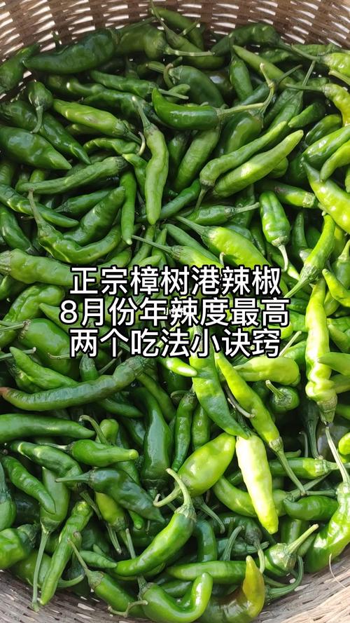樟树港椒辣度是多少?江西樟树气温多少-图1 樟树港椒辣度是多少?江西樟树气温多少-图1