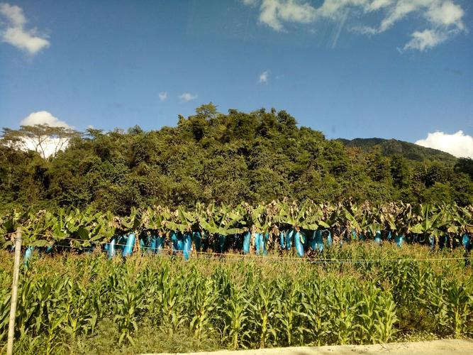 西双版纳勐腊县适合种植什么农作物?勐腊海拔高度是多少米-图1 西双版纳勐腊县适合种植什么农作物?勐腊海拔高度是多少米-图1